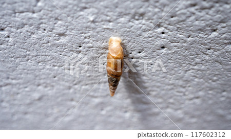 一種黏在混凝土牆上並吃鈣的害蟲。 117602312