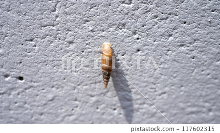 Clay snails (pests) that attach to concrete walls and eat calcium Clay snails (pests) that attach to concrete walls and eat calcium 117602315
