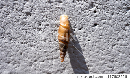 Clay snails (pests) that attach to concrete walls and eat calcium Clay snails (pests) that attach to concrete walls and eat calcium 117602326