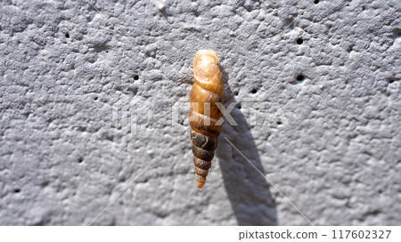 一種黏在混凝土牆上並吃鈣的害蟲。 117602327