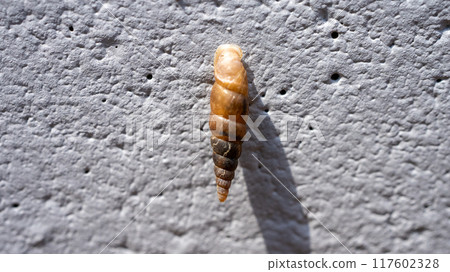 Clay snails (pests) that attach to concrete walls and eat calcium Clay snails (pests) that attach to concrete walls and eat calcium 117602328