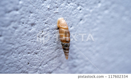 一種黏在混凝土牆上並吃鈣的害蟲。 一種黏在混凝土牆上並吃鈣的害蟲。 117602334