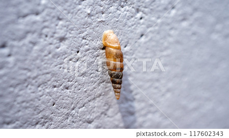 Clay snails (pests) that attach to concrete walls and eat calcium 117602343