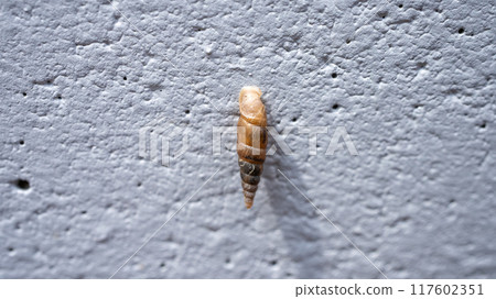 Clay snails (pests) that attach to concrete walls and eat calcium Clay snails (pests) that attach to concrete walls and eat calcium 117602351