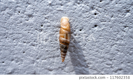 Clay snails (pests) that attach to concrete walls and eat calcium Clay snails (pests) that attach to concrete walls and eat calcium 117602358