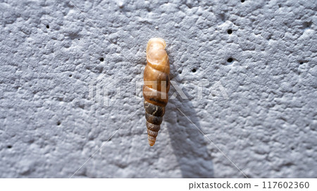 一種黏在混凝土牆上並吃鈣的害蟲。 117602360