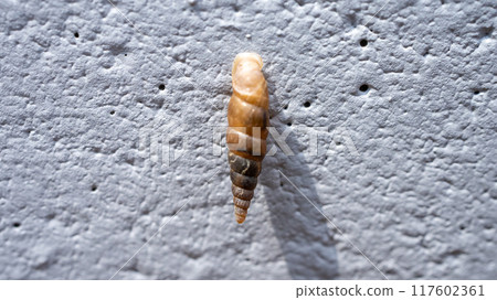 Clay snails (pests) that attach to concrete walls and eat calcium Clay snails (pests) that attach to concrete walls and eat calcium 117602361
