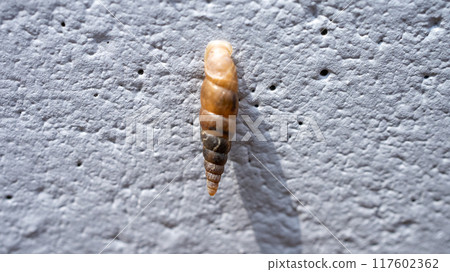 一種黏在混凝土牆上並吃鈣的害蟲。 117602362