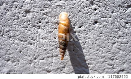 一種黏在混凝土牆上並吃鈣的害蟲。 一種黏在混凝土牆上並吃鈣的害蟲。 117602363