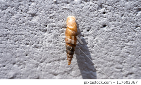 Clay snails (pests) that attach to concrete walls and eat calcium Clay snails (pests) that attach to concrete walls and eat calcium 117602367