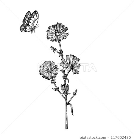 Vector chicory with butterfly. Hand painted flower. Graphic clip art isolated on background. Botanical and wedding illustration. For designers, invitations, decoration, postcards, wrapping paper 117602480
