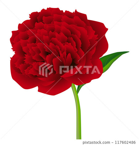 Red peony flower with leaf isolated on white background. 117602486