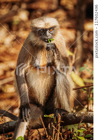 Goa, India. Gray Langur Monkey Eats Fresh Leaves Sitting On A Branch On Forest Ground 117602496