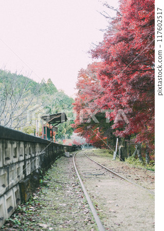 Autumn leaves at Mikawa-Hirose Station, an abandoned railway line 117602517