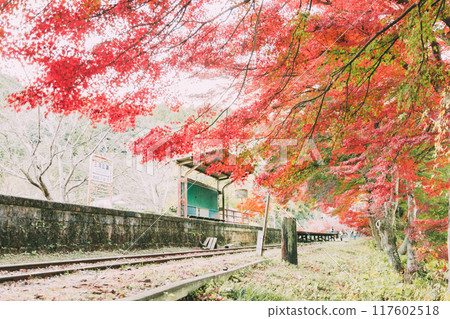 Autumn leaves at Mikawa-Hirose Station, an abandoned railway line Autumn leaves at Mikawa-Hirose Station, an abandoned railway line 117602518