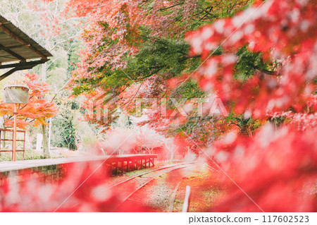 Autumn leaves at Mikawa-Hirose Station, an abandoned railway line Autumn leaves at Mikawa-Hirose Station, an abandoned railway line 117602523