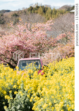 Minamichita Town: Rape blossom fields, Kawazu cherry blossoms and a pink light truck at the Hana Hiroba Tourist Farm 117603058
