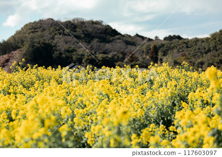Minamichita Town: Rape flower fields at Hana Hiroba Tourist Farm 117603097