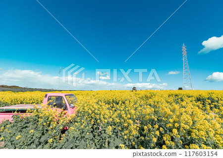 Minamichita Town: Rape flower fields and pink light trucks at the Hana Hiroba Tourist Farm 117603154