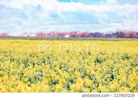 《南知多町》觀光農場花卉廣場油菜花田與河津櫻花 《南知多町》觀光農場花卉廣場油菜花田與河津櫻花 117603229