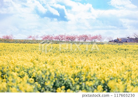 《南知多町》觀光農場花卉廣場油菜花田與河津櫻花 《南知多町》觀光農場花卉廣場油菜花田與河津櫻花 117603230