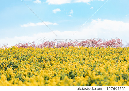 Minamichita Town: Rape blossom fields and Kawazu cherry blossoms at the Hana Hiroba Tourist Farm 117603231
