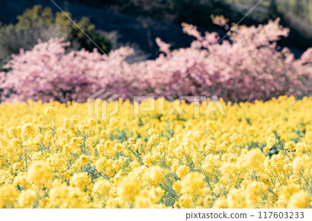 《南知多町》觀光農場花卉廣場油菜花田與河津櫻花 《南知多町》觀光農場花卉廣場油菜花田與河津櫻花 117603233