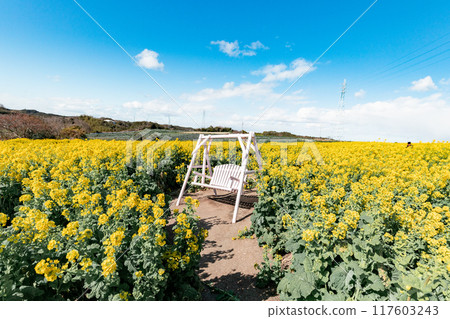 Minamichita Town: Rape flower field and white benches at the Hana Hiroba Tourist Farm 117603243