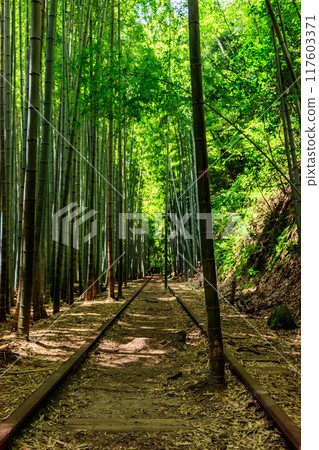 Former Kurayoshi Line Abandoned Tracks and Bamboo Forest Former Kurayoshi Line Abandoned Tracks and Bamboo Forest 117603371