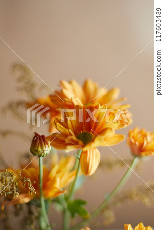 Close up Orange chrysanthemum flowers 117603489