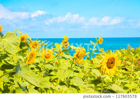 Sunflowers blooming on the beach 117603578