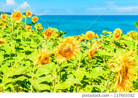 海邊盛開的向日葵 海邊盛開的向日葵 117603582