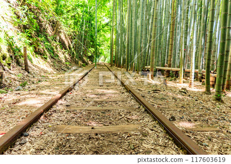 Former Kurayoshi Line Abandoned Tracks and Bamboo Forest Former Kurayoshi Line Abandoned Tracks and Bamboo Forest 117603619
