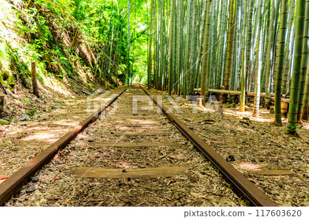 Former Kurayoshi Line Abandoned Tracks and Bamboo Forest Former Kurayoshi Line Abandoned Tracks and Bamboo Forest 117603620