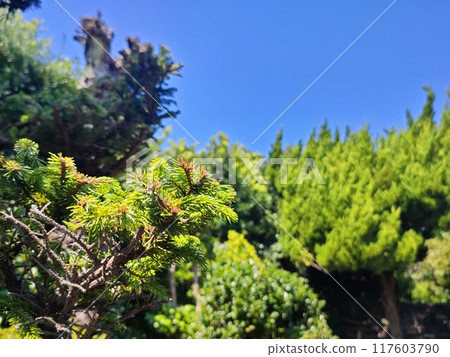 Pine and greenery Pine and greenery 117603790