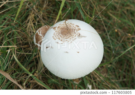 Fluffy poisonous mushroom 117603805