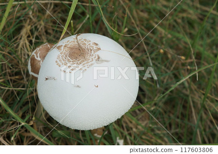 Patterned white mushroom 117603806
