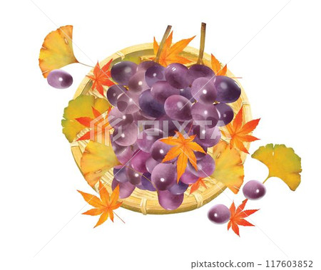 從上面看到的葡萄和籃子-秋天的味道，如籃子裡的葡萄、楓葉和橡子白色背景向量插畫素材 117603852