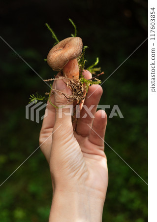 Hand holding edible mushroom. Friluftsliv scandinavian lifestyle. Hand holding edible mushroom. Friluftsliv scandinavian lifestyle. 117603854
