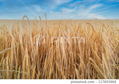 Beautiful natural summer rural landscape background. Rising ripe wheat field. Blue sky with clouds. 117603868