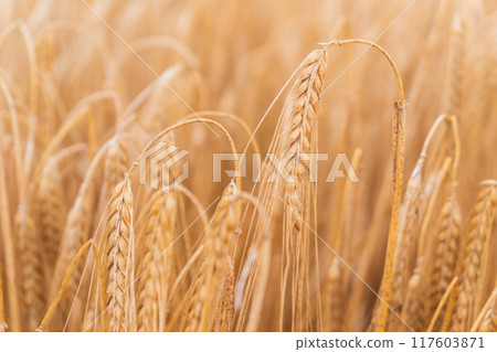 Beautiful natural summer rural landscape background. Rising ripe wheat field. 117603871