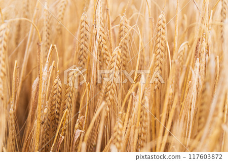 Beautiful natural summer rural landscape background. Rising ripe wheat field. 117603872