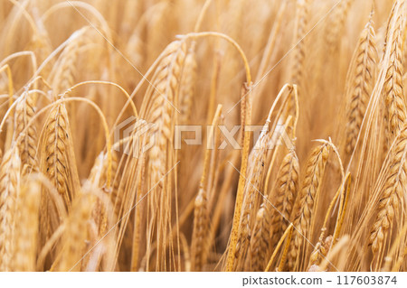 Beautiful natural summer rural landscape background. Rising ripe wheat field. Beautiful natural summer rural landscape background. Rising ripe wheat field. 117603874