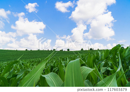 Green spring corn field. Blue sky with clouds. Copy space background. 117603879