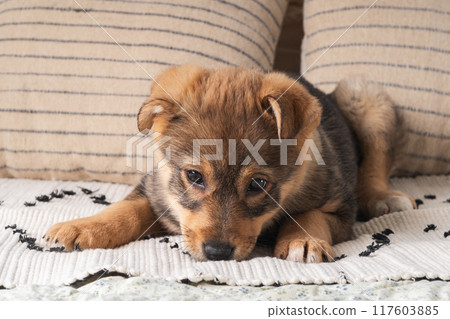 A fluffy mixed breed brown puppy at a colorful woven rug on a soft bed. Dog behavior concept. 117603885