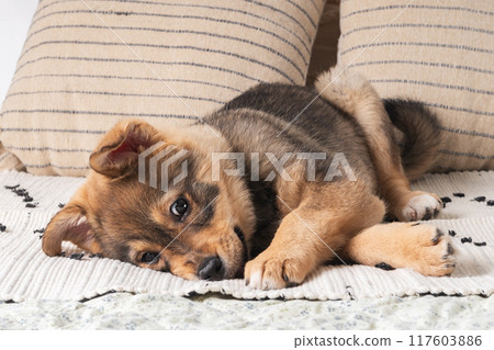 A fluffy mixed breed brown puppy at a colorful woven rug on a soft bed. Dog behavior concept. 117603886