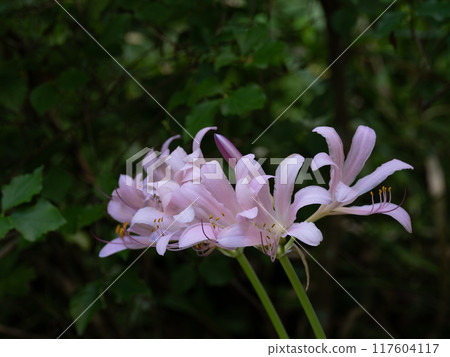 美麗的粉紅色水仙花 美麗的粉紅色水仙花 117604117