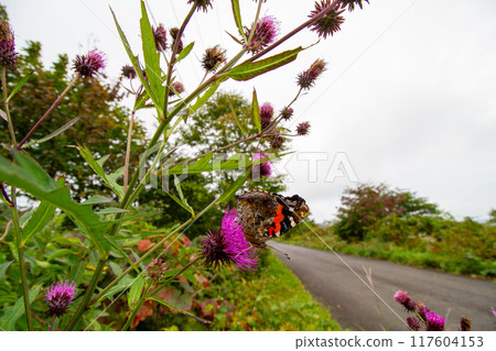 Acacathetha 117604153