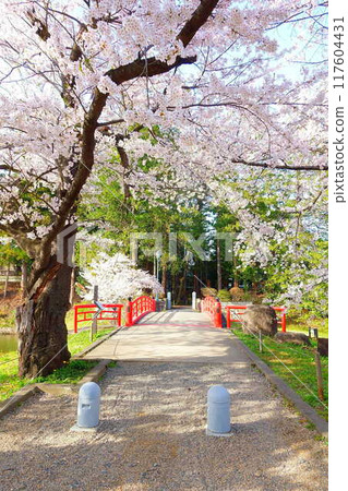 Cherry blossoms in full bloom, Hanaikada, Matsugasaki Park, Sakura, Yoshino cherry blossoms 117604431