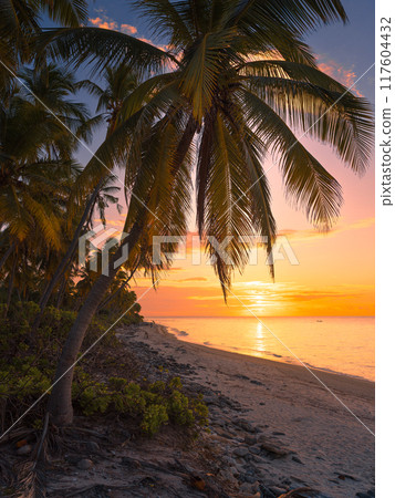 Sunrise or sunset at tropical beach with coconut palm trees and quiet sea in Maldives 117604432